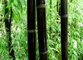 Phyllostachys nigra